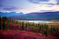 Grizzly Bears at Clark's Lake National Park